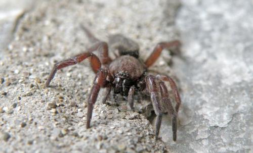 Scotophaeus sp.